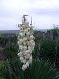 Yucca gloriosa