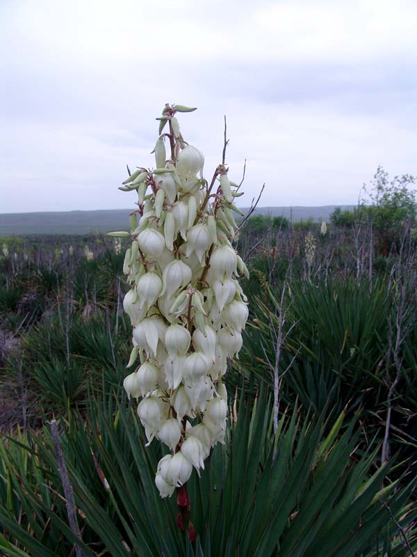 Изображение особи Yucca gloriosa.