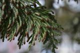 Chamaecyparis pisifera. Часть ветки с микростробилами. Сахалинская область, г. Южно-Сахалинск. 04.05.2014.