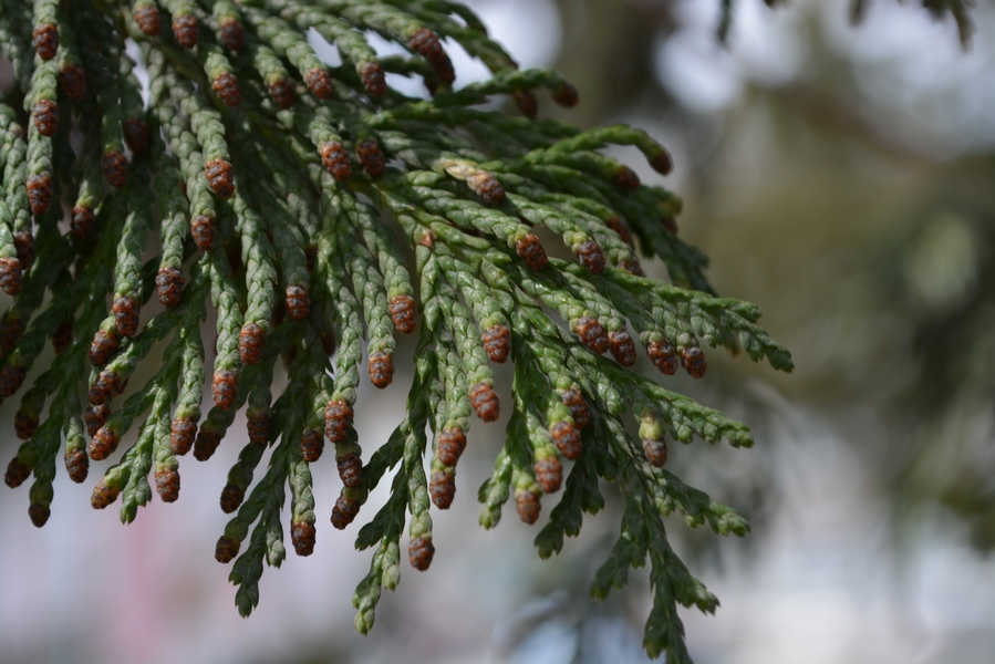 Image of Chamaecyparis pisifera specimen.