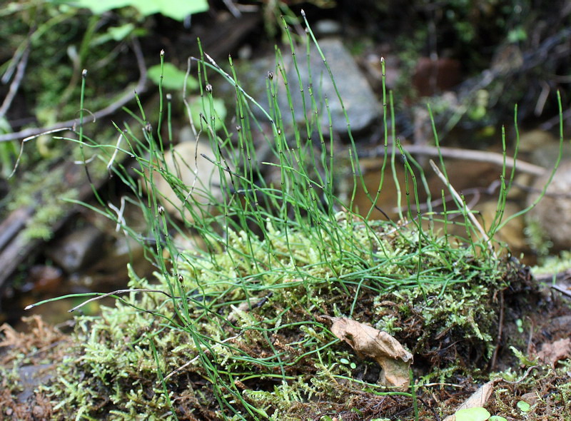 Image of Equisetum scirpoides specimen.