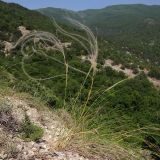 genus Stipa. Цветущее растение. Краснодарский край, м/о г. Новороссийск, гора Большой Маркотх. 17.05.2014.