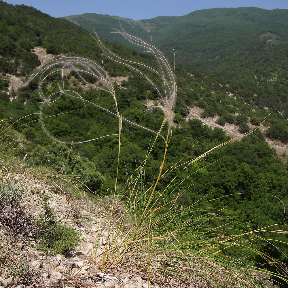 Изображение особи род Stipa.