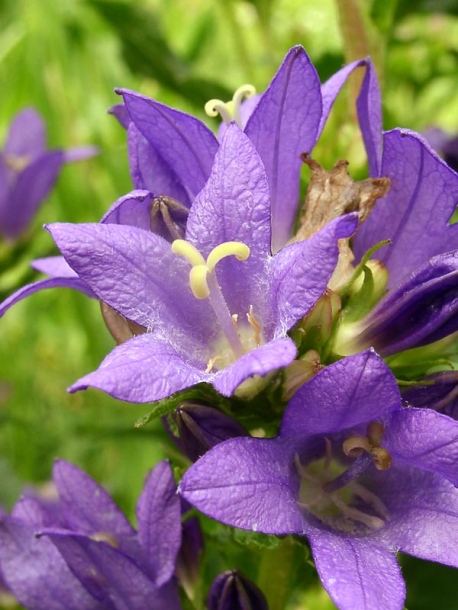 Image of Campanula glomerata specimen.