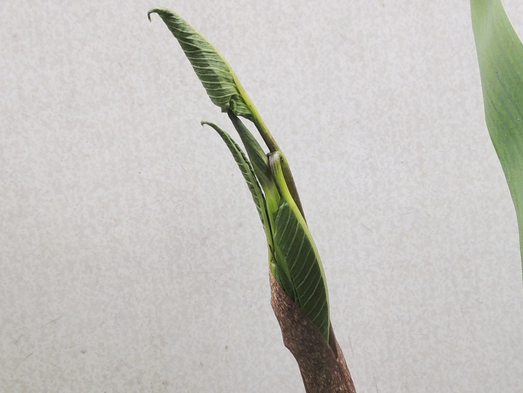 Image of Arisaema sachalinense specimen.