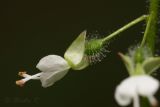 Circaea lutetiana. Цветок. Молдова, Каларашский р-н, лес возле с. Бравичи. 26.06.2014.