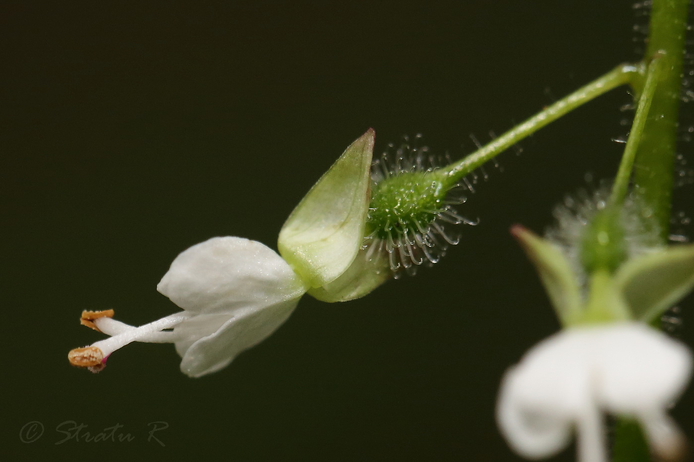 Image of Circaea lutetiana specimen.