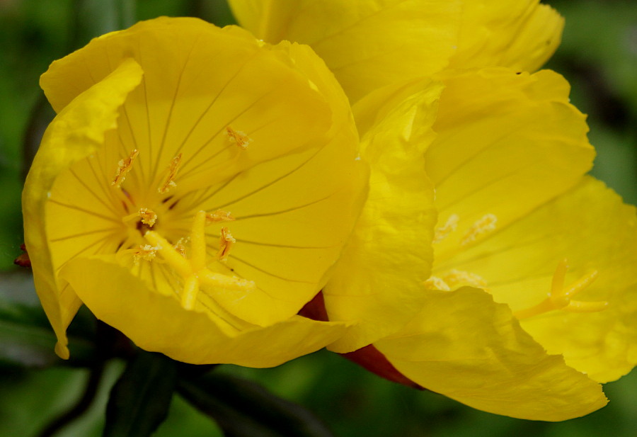 Image of Oenothera perennis specimen.