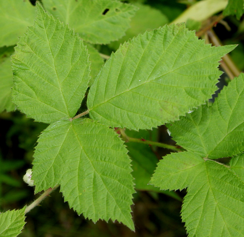 Изображение особи род Rubus.