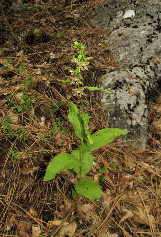 Изображение особи Epipactis helleborine.