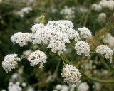 Sium sisaroideum