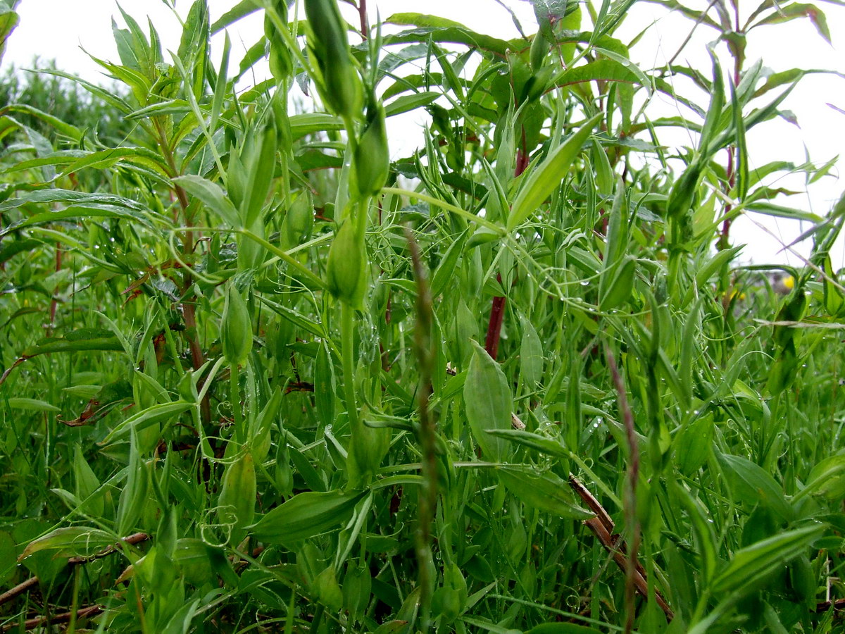 Изображение особи Lathyrus pratensis.