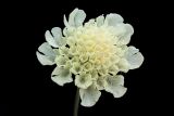 Scabiosa ochroleuca