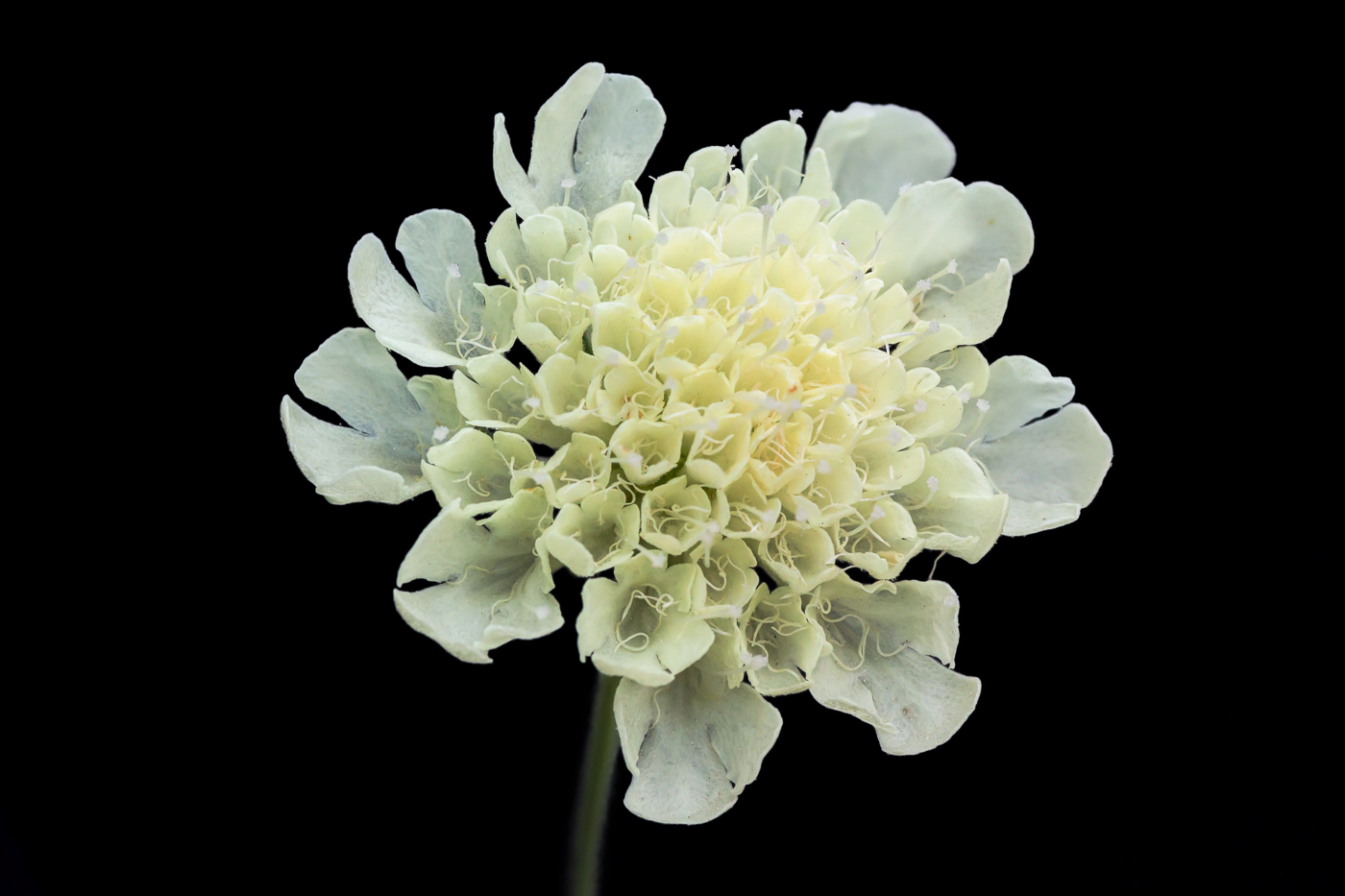 Image of Scabiosa ochroleuca specimen.