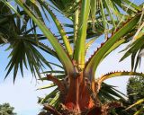 Washingtonia robusta. Верхушка побега с основаниями листьями. Германия, г. Дюссельдорф, Ботанический сад университета. 03.07.2014.