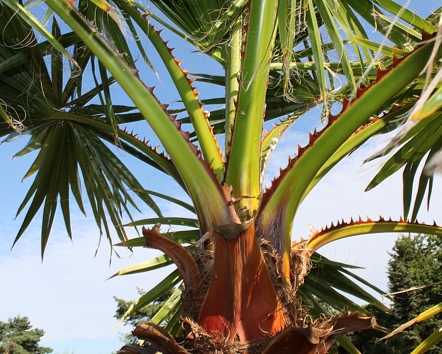 Изображение особи Washingtonia robusta.