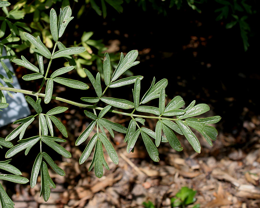 Image of genus Thalictrum specimen.