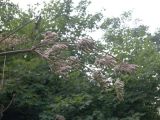 Angelica purpurascens