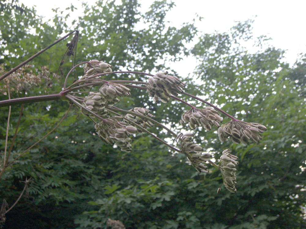 Изображение особи Angelica purpurascens.