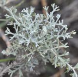 Artemisia santonicum