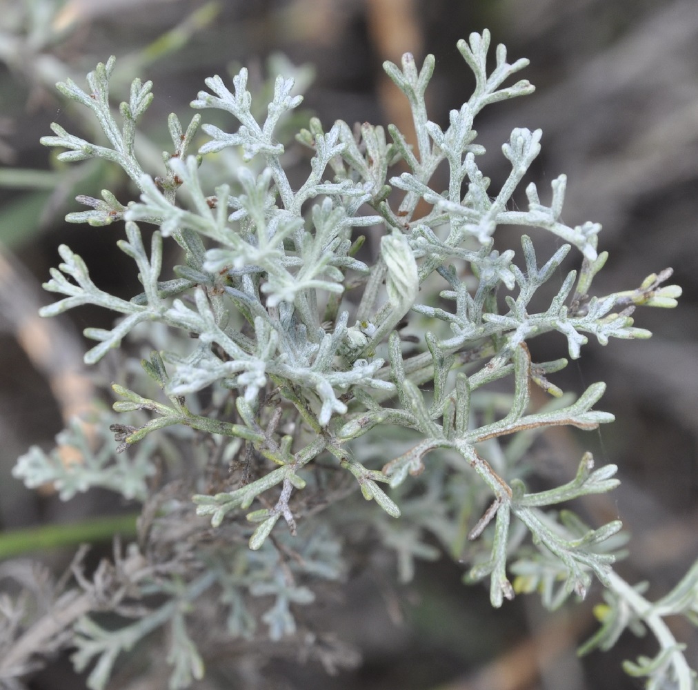 Image of Artemisia santonicum specimen.