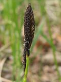 Carex nigra