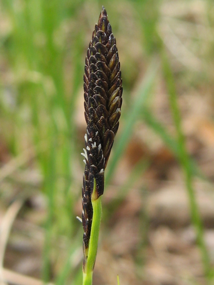Изображение особи Carex nigra.