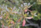 Rhododendron ledebourii