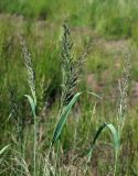 Calamagrostis epigeios. Верхушки растений с соцветиями. Московская обл., Раменский р-н, окр. ж.-д. платформы Хрипань, просека под ЛЭП. 13.06.2014.