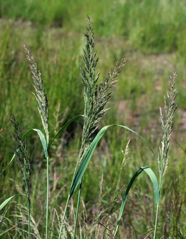 Изображение особи Calamagrostis epigeios.