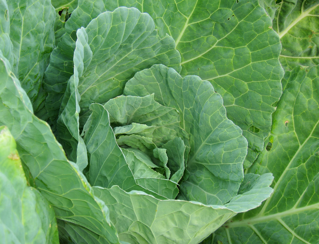 Изображение особи Brassica oleracea var. capitata.