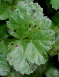 Pimpinella major