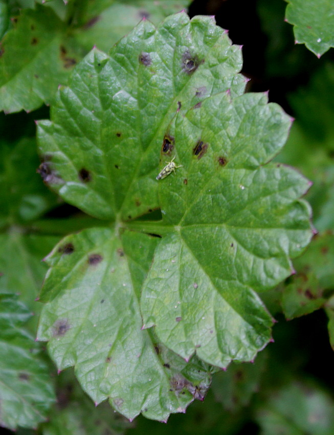 Изображение особи Pimpinella major.