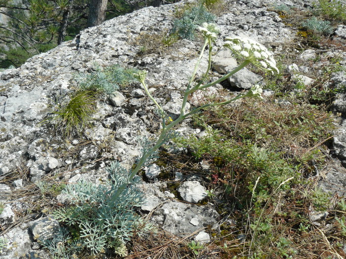 Image of Seseli gummiferum specimen.