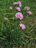 Armeria maritima. Цветущее растение на приморском лугу. Нидерланды, Северное море, остров Схирмонниког. 09.06.2007.