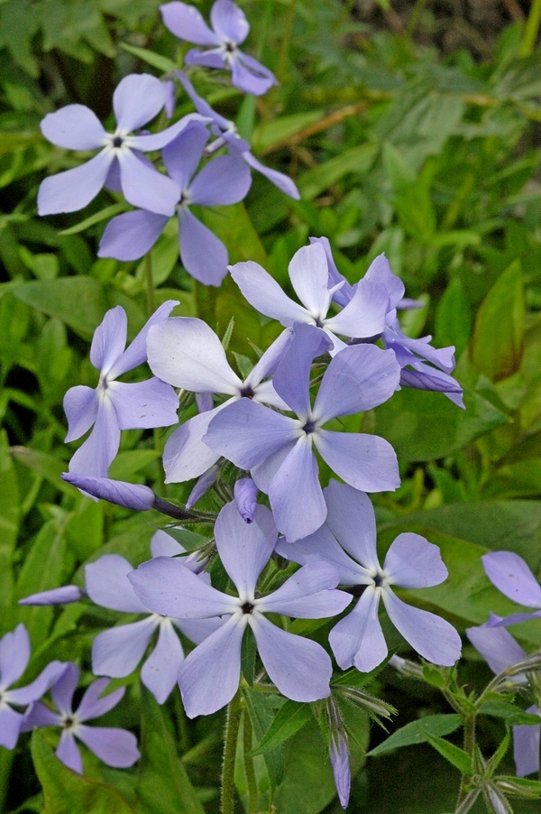 Image of Phlox divaricata specimen.