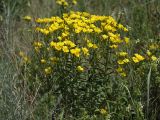 Linum flavum. Цветущее растение в степи. Белгородская обл., окр. пос. Борисовка, Острасьев Яр. 30.06.2009.