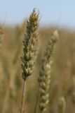 Triticum aestivum. Зрелое соплодие. Белгородская обл., окр. пос. Борисовка, поле у Острасьева Яра. 30.06.2009.