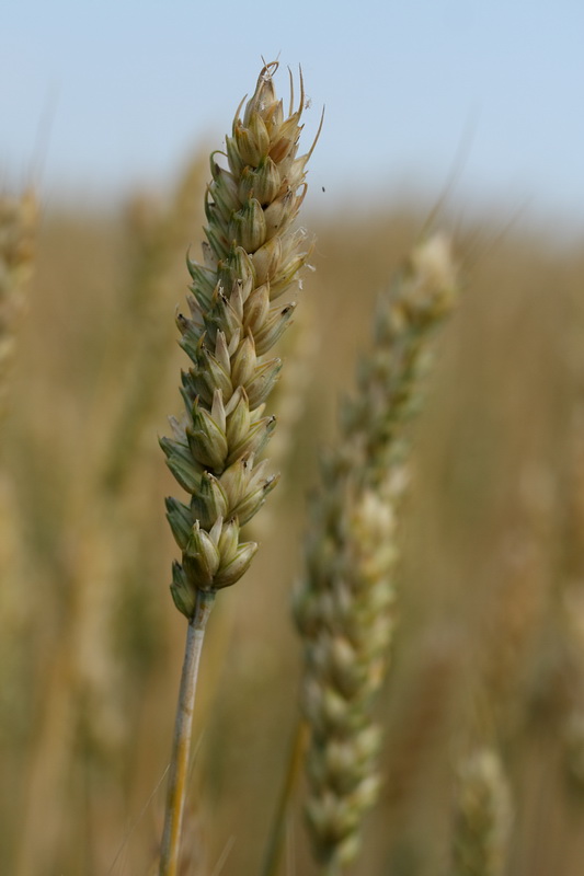 Image of Triticum aestivum specimen.