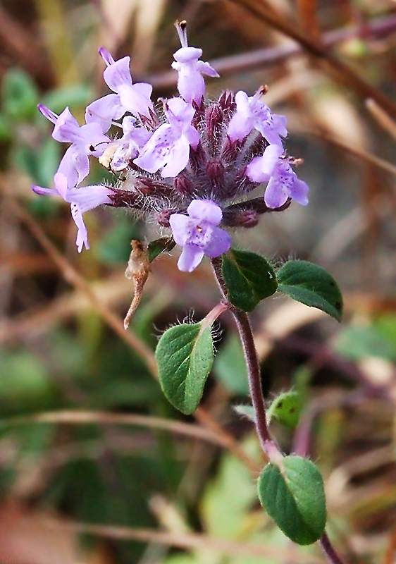 Изображение особи Ziziphora clinopodioides.