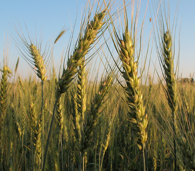 Image of Triticum aestivum specimen.
