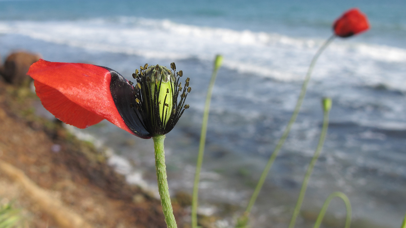 Изображение особи Papaver laevigatum.