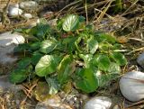 семейство Brassicaceae. Вегетирующее растение на речном галечнике. Германия, земля Бавария, округ Верхняя Бавария, г. Бад-Тёльц. Декабрь 2015 г.