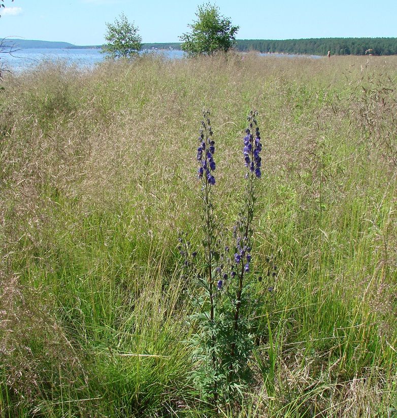 Изображение особи Aconitum baicalense.