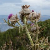 Cirsium eriophorum. Верхушки побегов с соцветиями. Черногория, нац. парк Дурмитор, пояс зарослей Pinus mugo, луговина на обочине дороги. 15.10.2014.