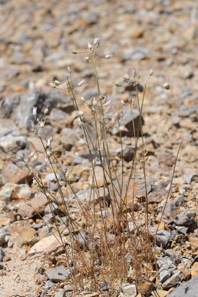 Image of Allium tschulaktavicum specimen.