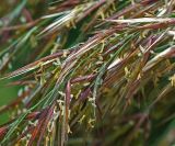 Phragmites australis. Соцветие. Московская обл., Раменский р-н, окр. дер. Хрипань, садовый участок. 24.08.2015.