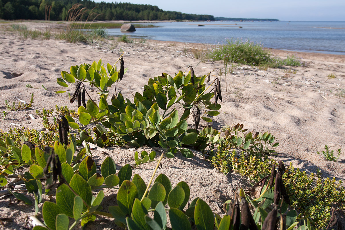 Изображение особи Lathyrus japonicus ssp. maritimus.