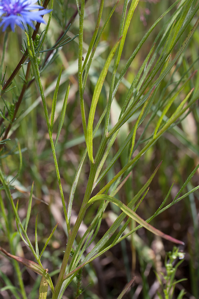 Image of Centaurea cyanus specimen.