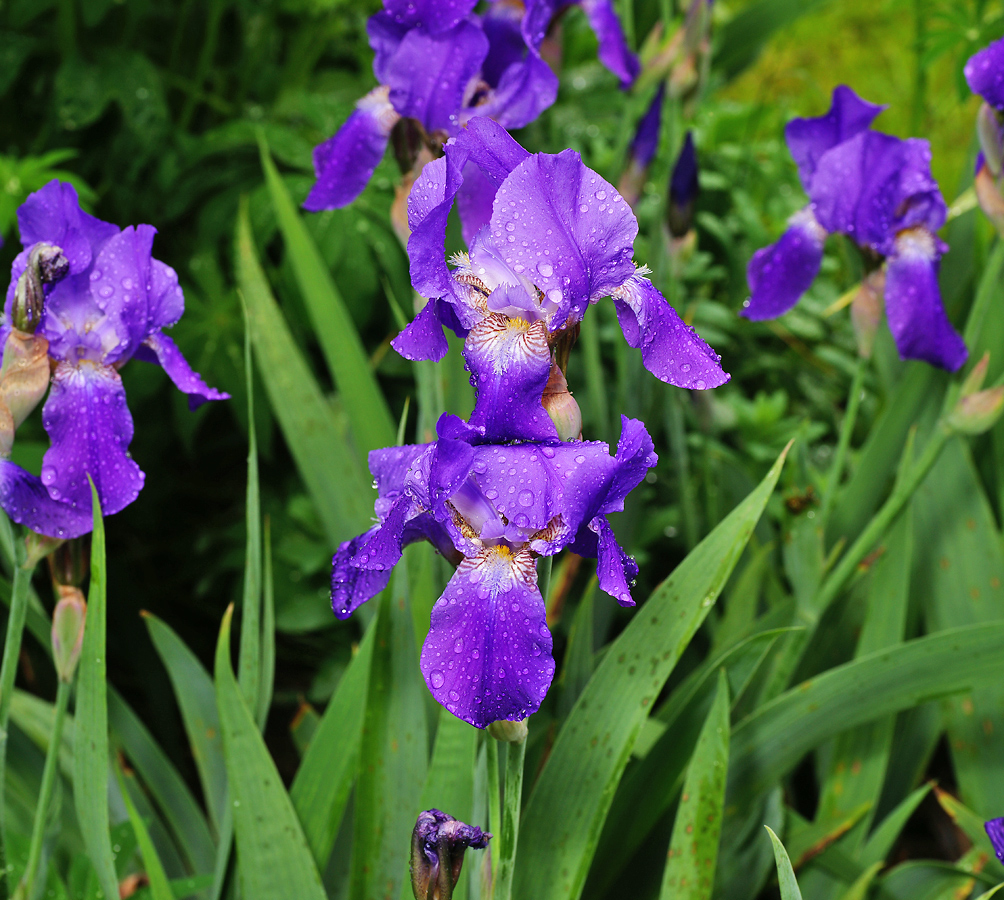 Image of Iris nyaradyana specimen.